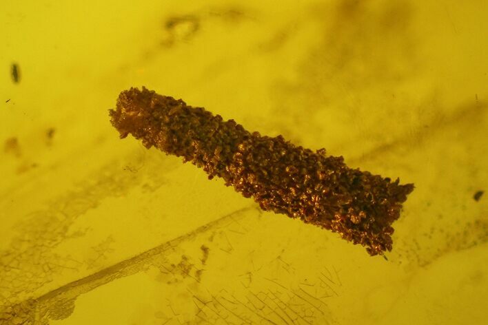 Fossil Caddisfly Larva Sheath (Caddis) In Baltic Amber #207491